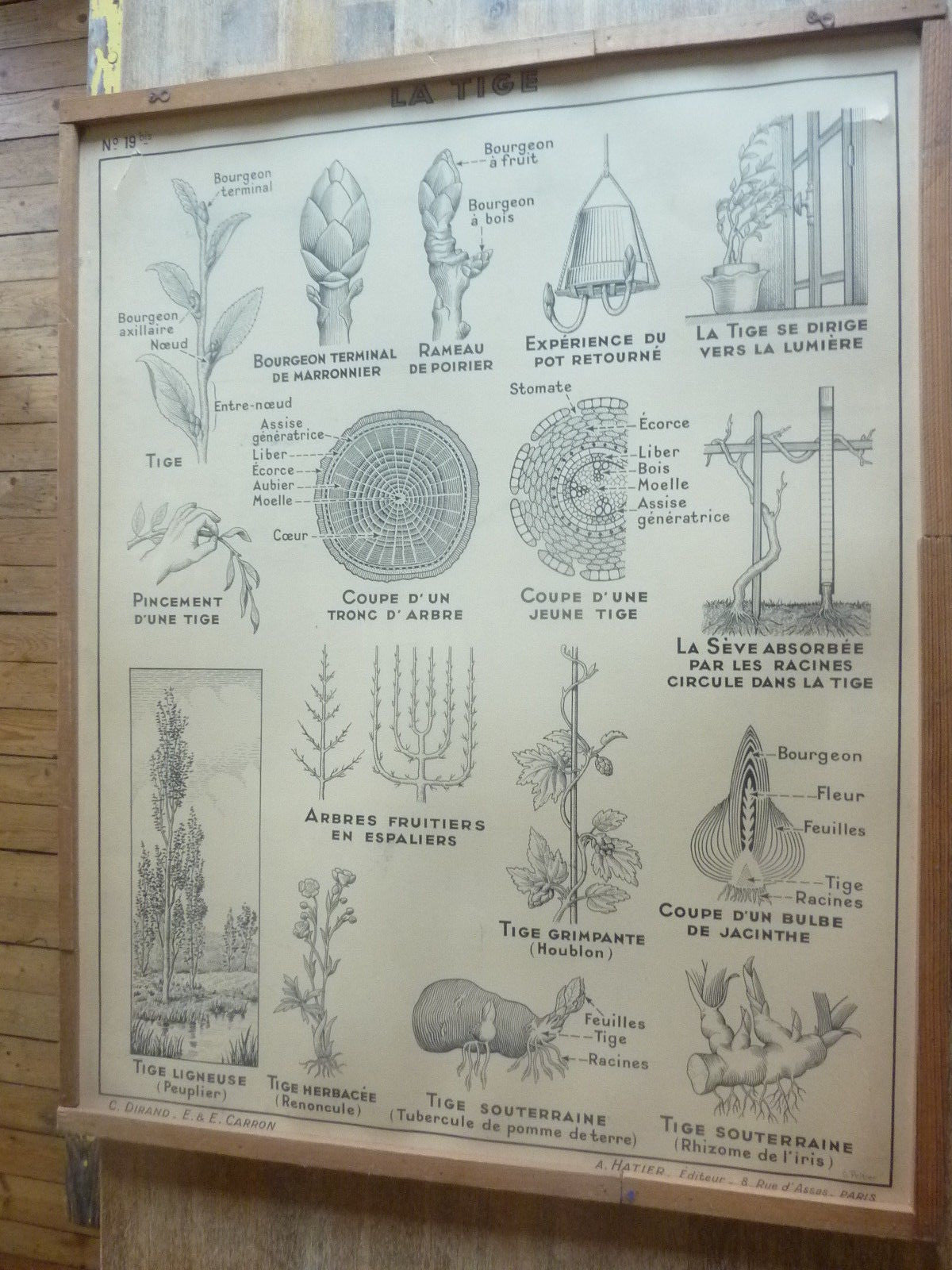 Antiquité  Carte Affiche Vintage la racine la tige HATIER 1950
