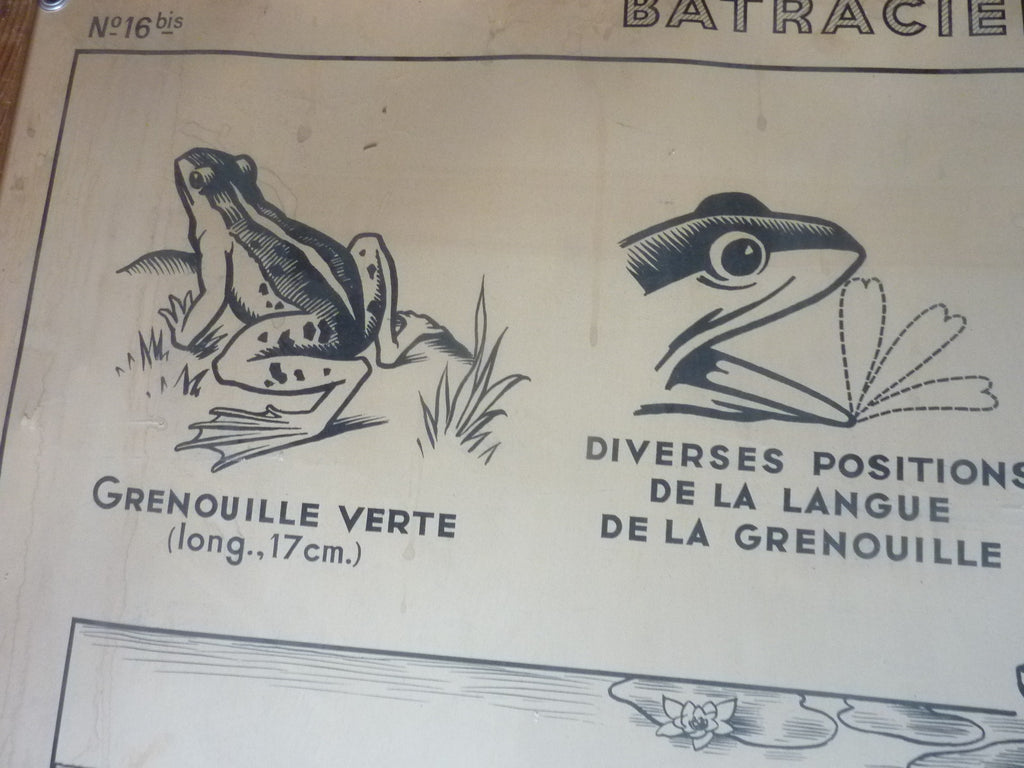 Antiquité  Carte Affiche Vintage les batraciens les reptiliens HATIER 1950