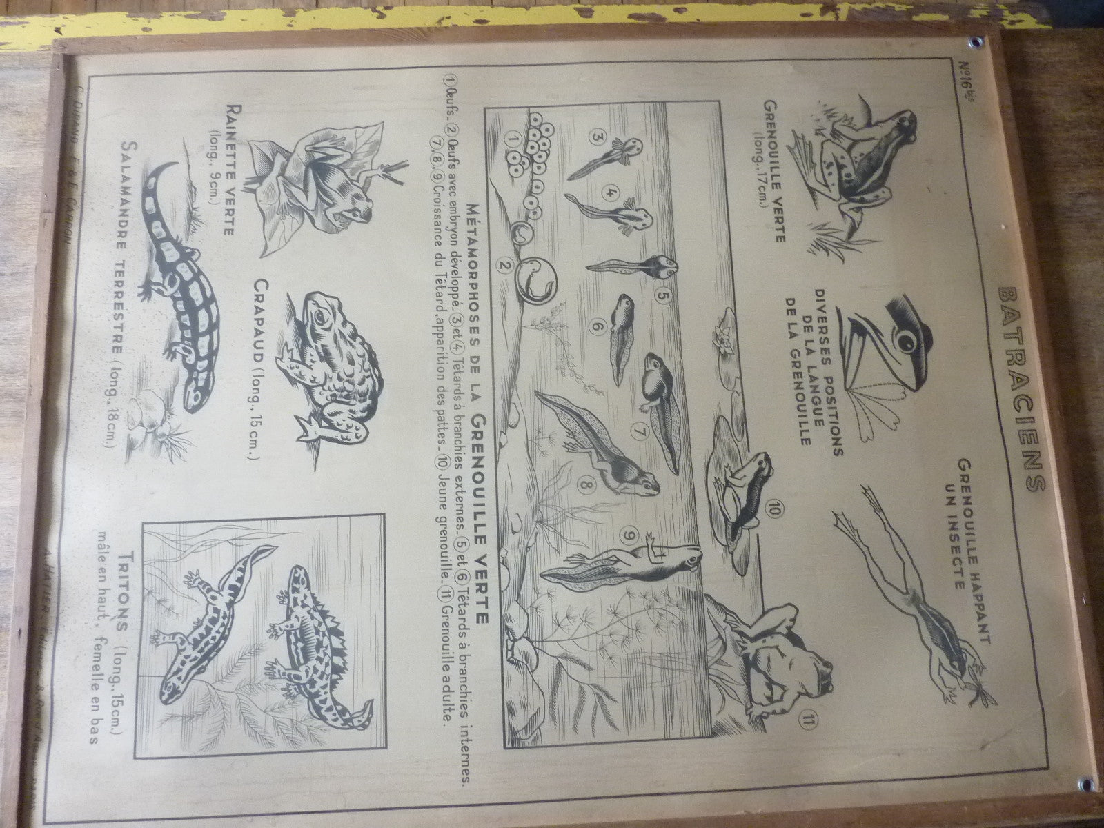 Antiquité  Carte Affiche Vintage les batraciens les reptiliens HATIER 1950