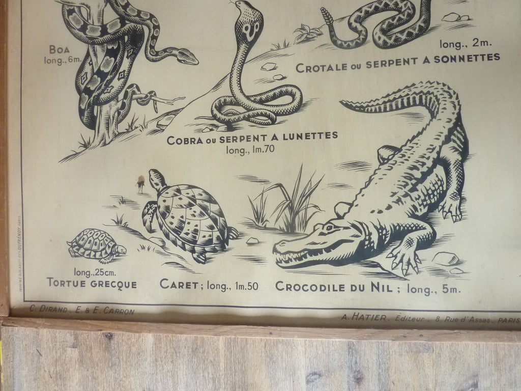 Antiquité  Carte Affiche Vintage les batraciens les reptiliens HATIER 1950