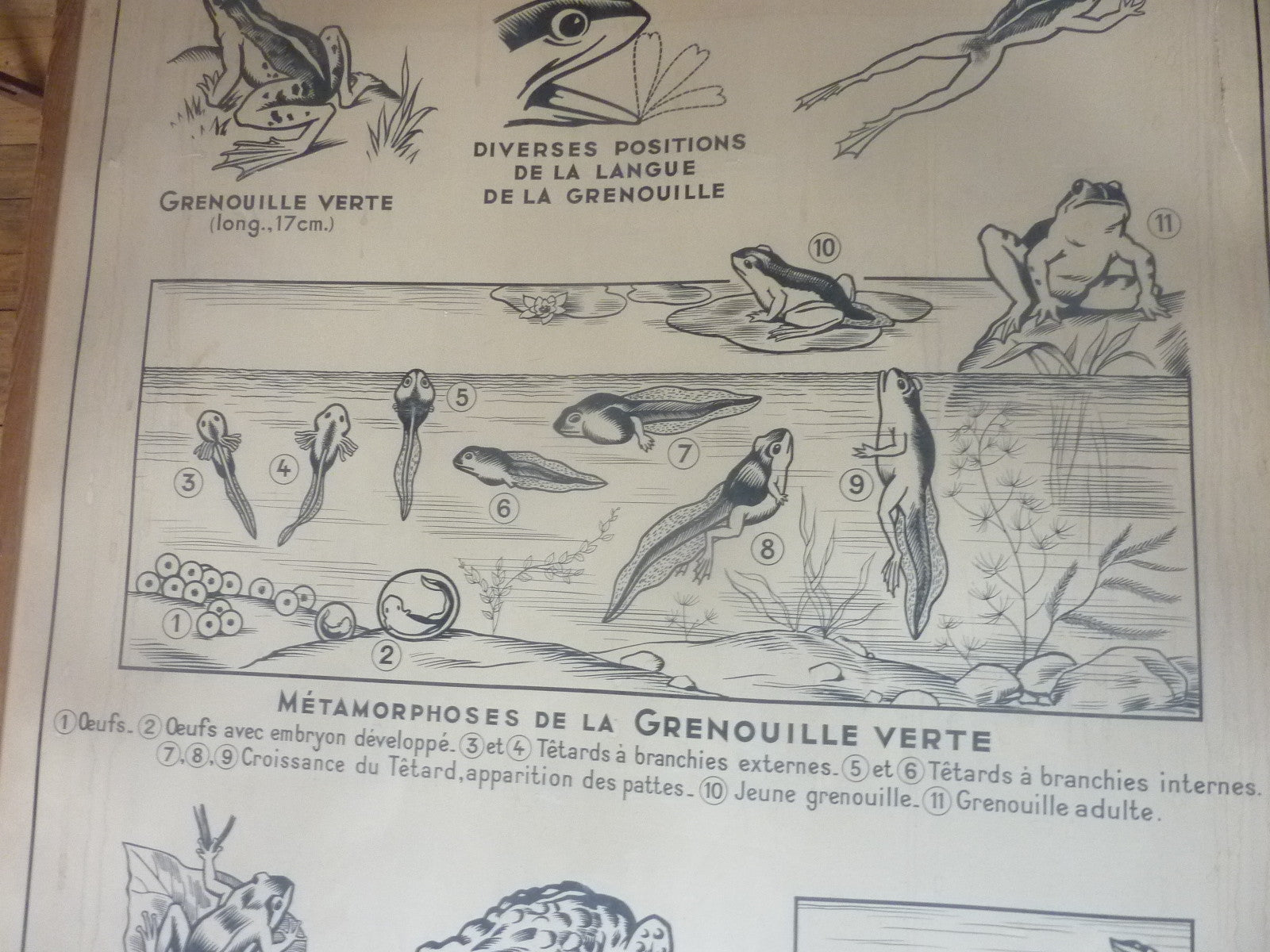 Antiquité  Carte Affiche Vintage les batraciens les reptiliens HATIER 1950