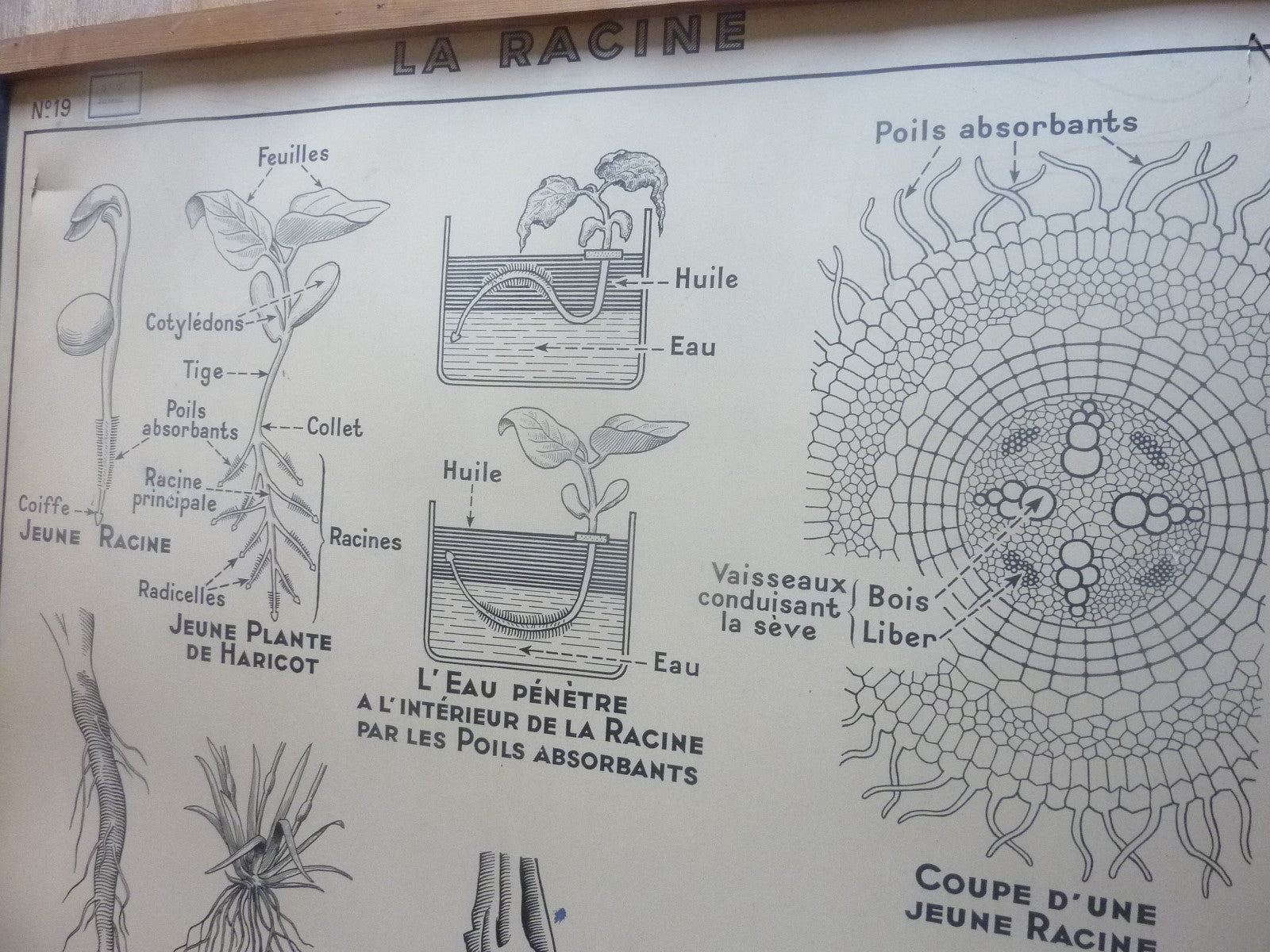 Antiquité  Carte Affiche Vintage la racine la tige HATIER 1950