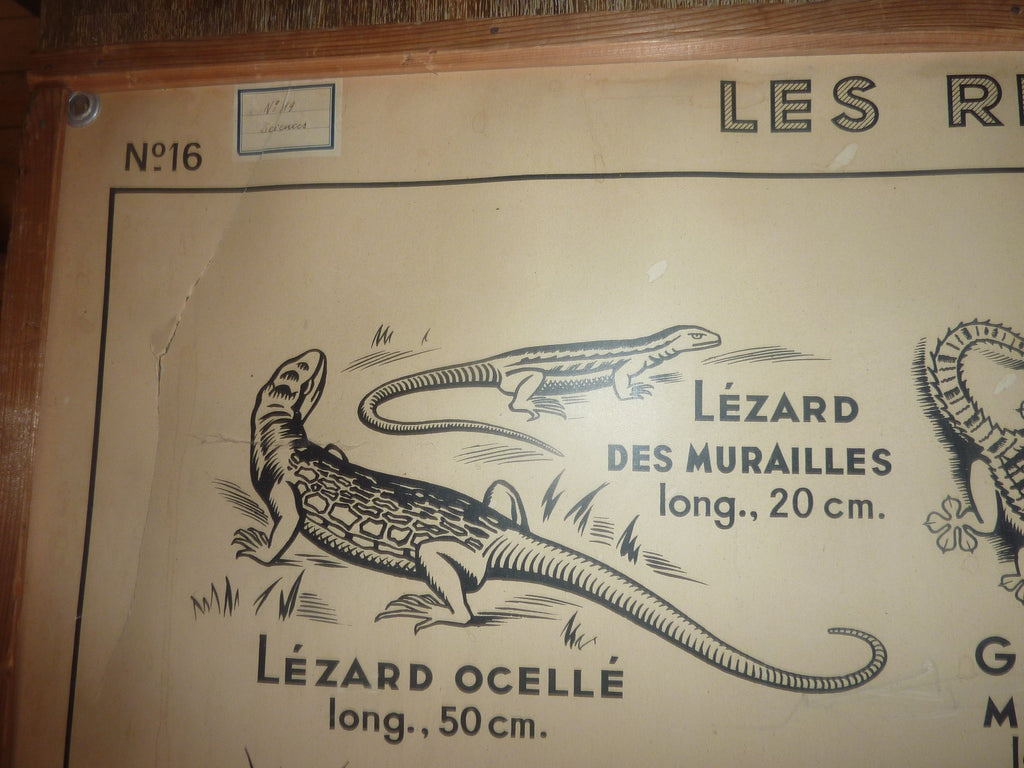 Antiquité  Carte Affiche Vintage les batraciens les reptiliens HATIER 1950