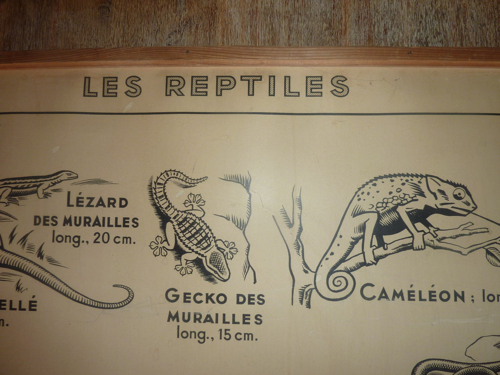 Antiquité  Carte Affiche Vintage les batraciens les reptiliens HATIER 1950