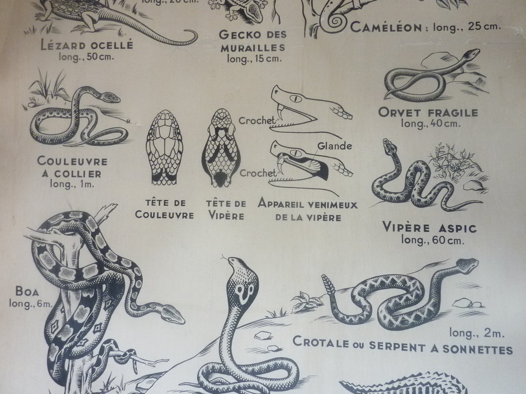 Antiquité  Carte Affiche Vintage les batraciens les reptiliens HATIER 1950