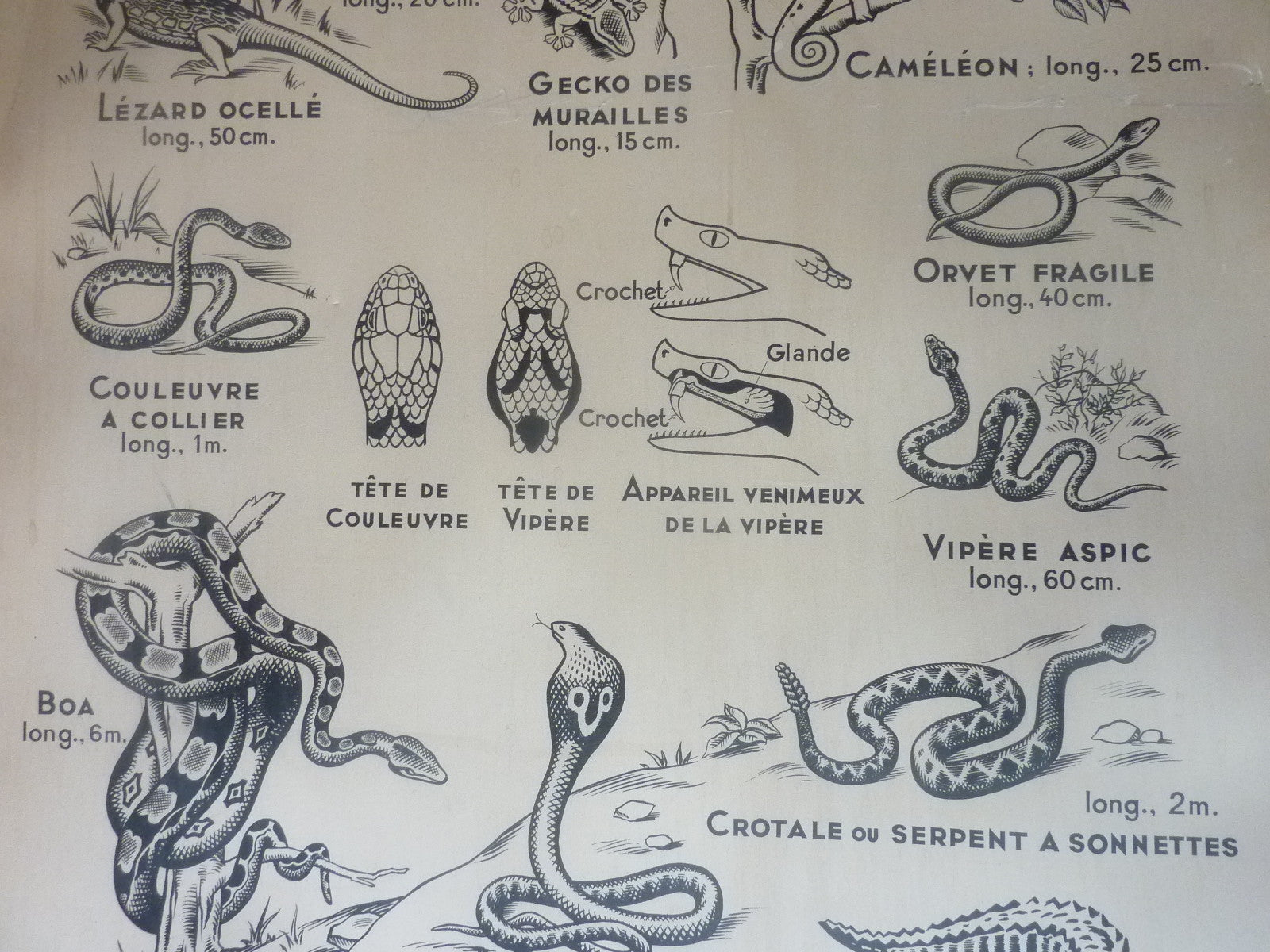 Antiquité  Carte Affiche Vintage les batraciens les reptiliens HATIER 1950