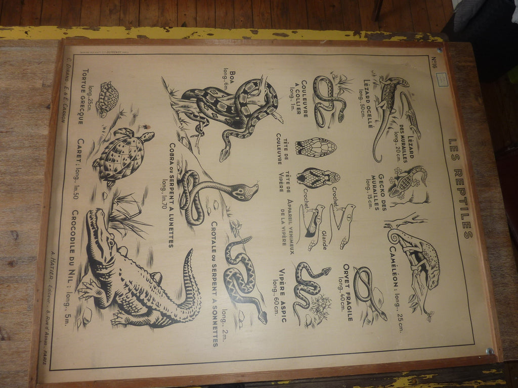 Antiquité  Carte Affiche Vintage les batraciens les reptiliens HATIER 1950