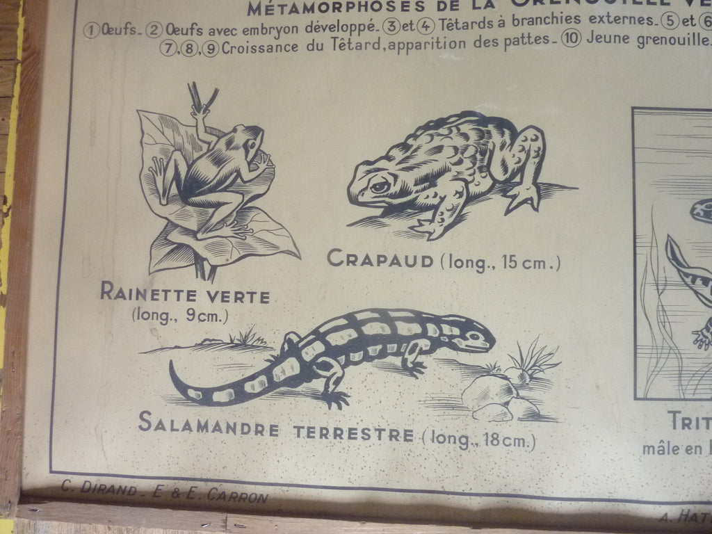 Antiquité  Carte Affiche Vintage les batraciens les reptiliens HATIER 1950