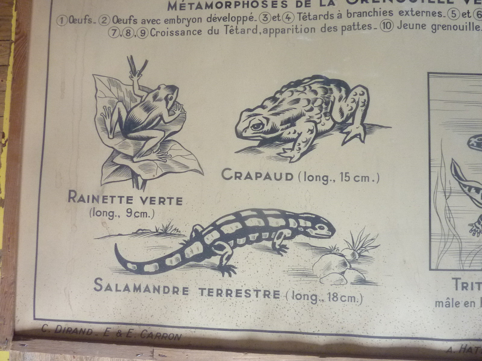 Antiquité  Carte Affiche Vintage les batraciens les reptiliens HATIER 1950