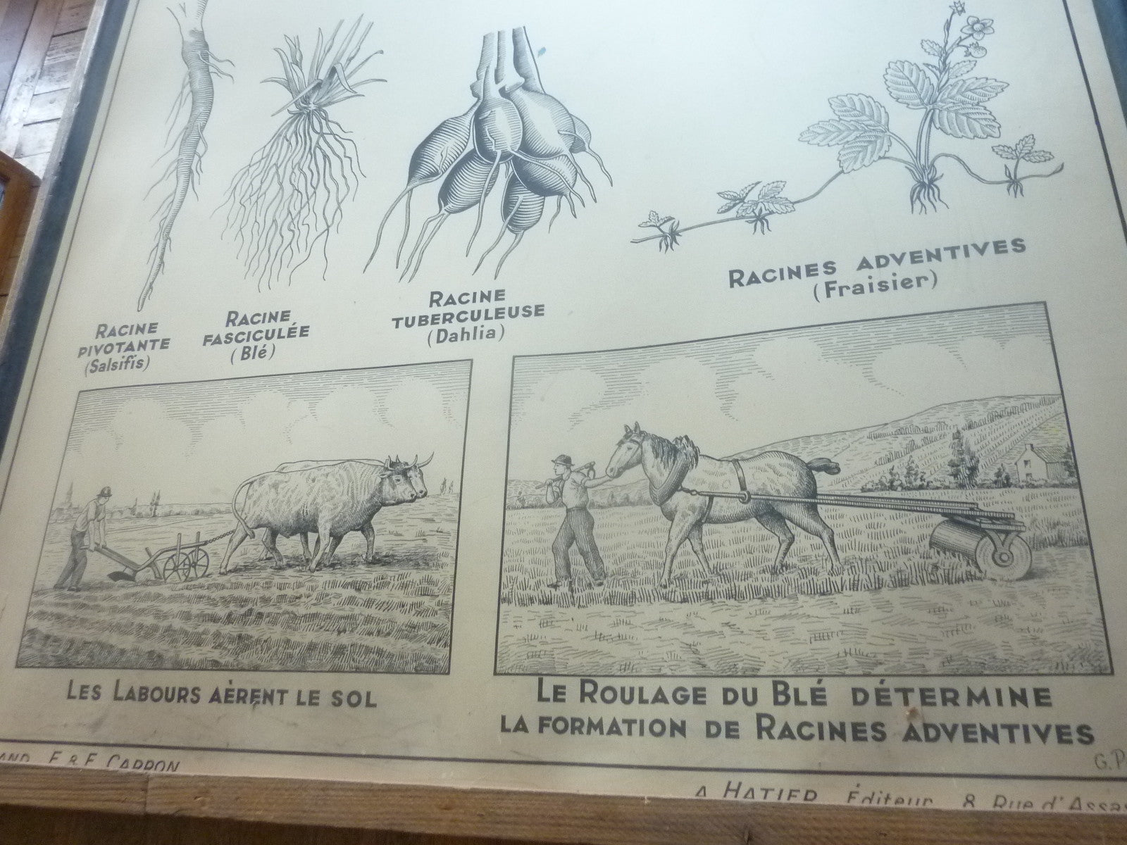 Antiquité  Carte Affiche Vintage la racine la tige HATIER 1950