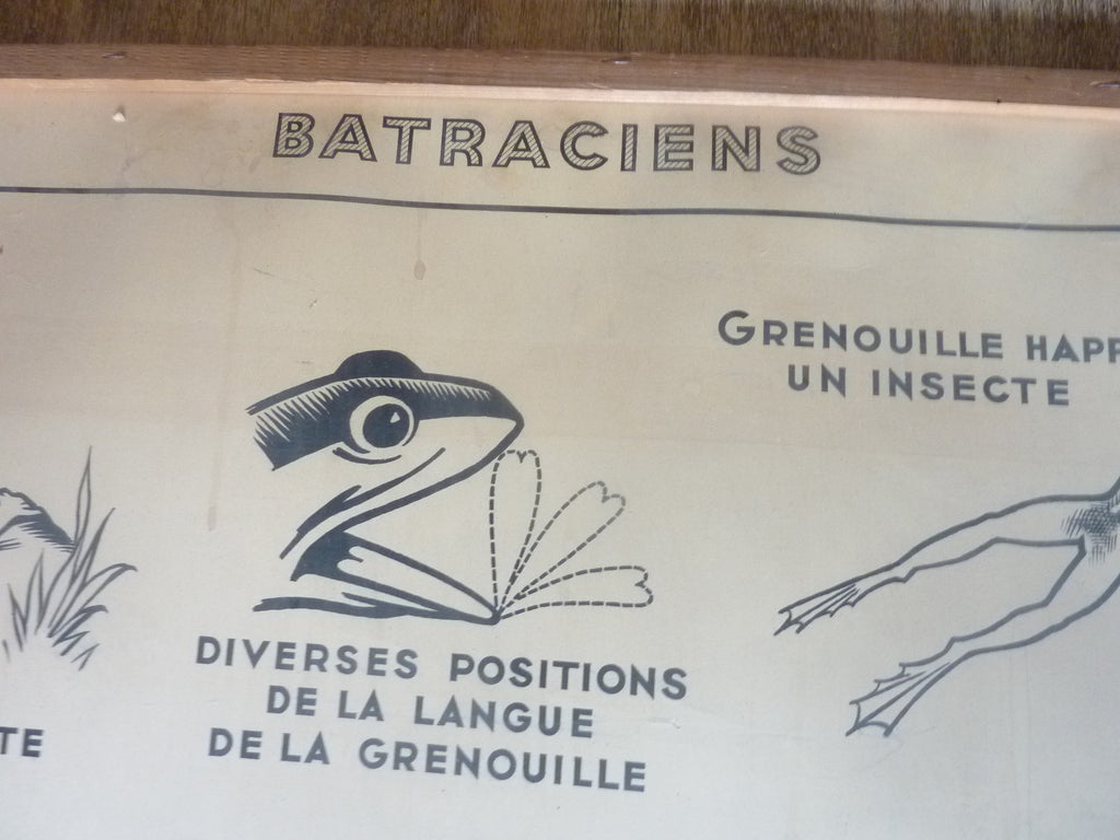 Antiquité  Carte Affiche Vintage les batraciens les reptiliens HATIER 1950